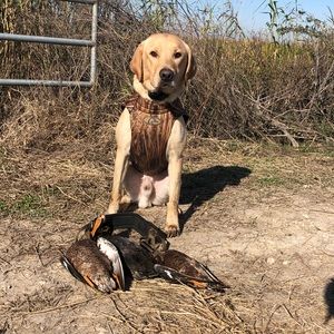 Meet your Posher, Clint